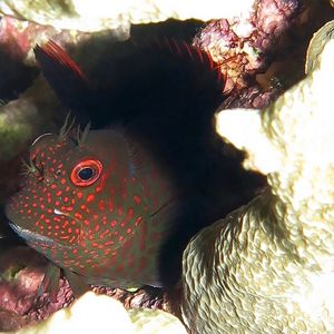 Cirripectes springeri Cirripectes springeri 菲律宾 Philippines , 杜马盖地 Dumaguete @LazyDiving.com 潜水时光
