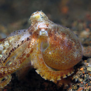 Amphioctopus marginatus 印度尼西亚 Indonesia , 巴厘岛 Bali , 艾湄��湾 Amed Bay @LazyDiving.com 潜水时光