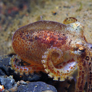 Amphioctopus marginatus Amphioctopus marginatus 条纹蛸 Indonesia 印度尼西亚 Bali 巴厘岛 Amed Bay 巴厘岛艾湄湾 @LazyDiving.com 潜水时光