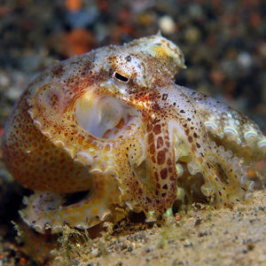 Amphioctopus marginatus 印度尼西��亚 Indonesia , 巴厘岛 Bali , 艾湄湾 Amed Bay @LazyDiving.com 潜水时光