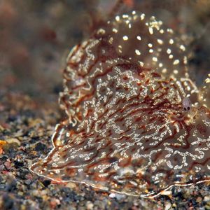 Coeloplana (Benthoplana) meteoris 印度尼西亚 Indonesia , 巴厘岛 Bali , 艾湄湾 Amed Bay @LazyDiving.com 潜水时光