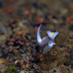 Colpodaspis 印度尼西亚 Indonesia , 巴厘岛 Bali , 图蓝本 Tulamben @LazyDiving.com 潜水时光