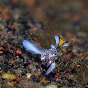 Colpodaspis 印度尼西亚 Indonesia , 巴厘岛 Bali , 图蓝本 Tulamben @LazyDiving.com 潜水时光