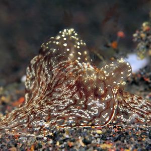 Coeloplana (Benthoplana) meteoris 印度尼西亚 Indonesia , 巴厘岛 Bali , 艾湄湾 Amed Bay @LazyDiving.com 潜水时光