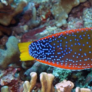 Coris gaimard Coris gaimard 菲律宾 Philippines , 杜马盖地 Dumaguete @LazyDiving.com 潜水时光