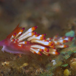 Coryphellina delicata 印度尼西亚 Indonesia , 巴厘岛 Bali , 图蓝本 Tulamben @LazyDiving.com 潜水时光