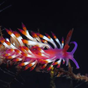 Coryphellina delicata 印度尼西亚 Indonesia , 巴厘岛 Bali , 图蓝本 Tulamben @LazyDiving.com 潜水时光