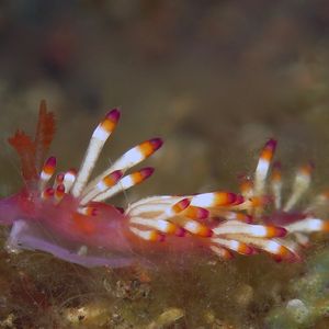 Coryphellina delicata 印度尼西亚 Indonesia , 巴厘岛 Bali , 图蓝本 Tulamben @LazyDiving.com 潜水时光