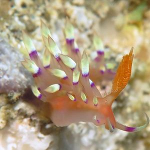 Coryphellina exoptata 印度尼西亚 Indonesia , 巴厘岛 Bali , 艾湄湾 Amed Bay @LazyDiving.com 潜水时光