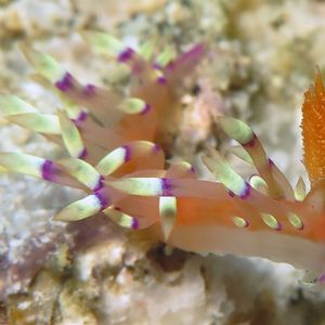 Coryphellina exoptata Coryphellina exoptata 美艳扇羽海蛞蝓 Indonesia 印度尼西亚 Bali 巴厘岛 Amed Bay 巴厘岛艾湄湾 @LazyDiving.com 潜水时光