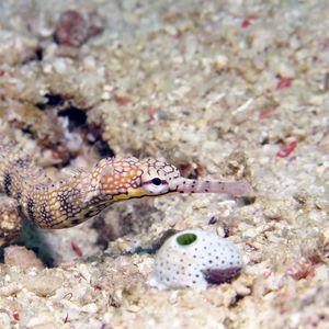 Corythoichthys haematopterus 菲律宾 Philippines , 朗布隆 Romblon @LazyDiving.com 潜水时光