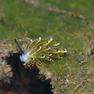 Costasiella Costasiella 叶羊海蛞蝓 Indonesia 印度尼西亚 Bali 巴厘岛 Tulamben 图蓝本 @LazyDiving.com 潜水时光