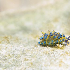 Costasiella Costasiella 东帝汶 Timor-Leste @LazyDiving.com 潜水时光
