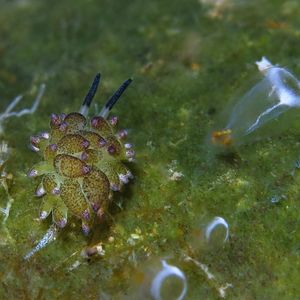 Costasiella paweli Costasiella paweli 小绵羊海蛞蝓 Indonesia 印度尼西亚 Bali 巴厘岛 Amed Bay 巴厘岛艾湄湾 @LazyDiving.com 潜水时光