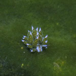 Costasiella paweli 印度尼西亚 Indonesia , 巴厘岛 Bali , 艾湄湾 Amed Bay @LazyDiving.com 潜水时光