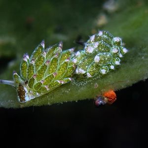 Costasiella paweli 印度尼西亚 Indonesia , 巴厘岛 Bali , 艾湄湾 Amed Bay @LazyDiving.com 潜水时光