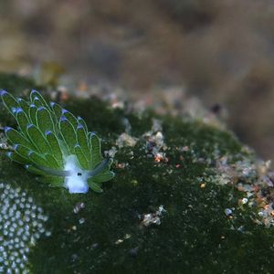 Costasiella 印度尼西亚 Indonesia , 巴厘岛 Bali , 艾湄湾 Amed Bay @LazyDiving.com 潜水时光