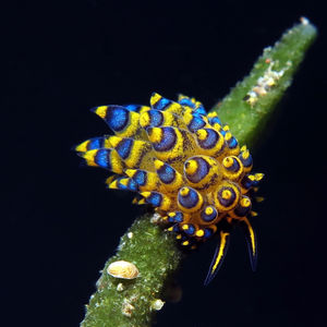 Costasiella Costasiella 叶羊海蛞蝓 Indonesia 印度尼西亚 Bali 巴厘岛 Amed Bay 巴厘岛艾湄湾 @LazyDiving.com 潜水时光