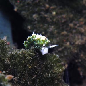 Costasiella fridae 印度尼西亚 Indonesia , 巴厘�岛 Bali , 艾湄湾 Amed Bay @LazyDiving.com 潜水时光