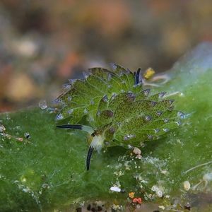 Costasiella paweli Costasiella paweli 小绵羊海蛞蝓 Indonesia 印度尼西亚 Bali 巴厘岛 Amed Bay 巴厘岛艾湄湾 @LazyDiving.com 潜水时光