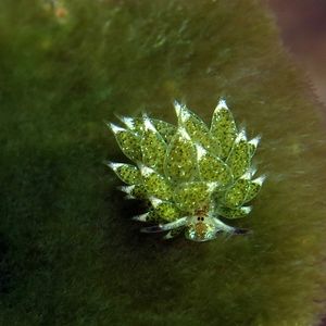 Costasiella paweli 印度尼西��亚 Indonesia , 巴厘岛 Bali , 艾湄湾 Amed Bay @LazyDiving.com 潜水时光