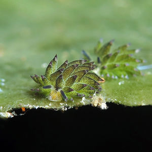 Costasiella paweli Costasiella paweli 小绵羊海蛞蝓 Indonesia 印度尼西亚 Bali 巴厘岛 Amed Bay 巴厘岛艾湄湾 @LazyDiving.com 潜水时光