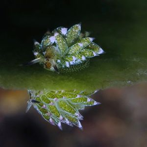 Costasiella paweli Costasiella paweli 小绵羊海蛞蝓 Indonesia 印度尼西亚 Bali 巴厘岛 Amed Bay 巴厘岛艾湄湾 @LazyDiving.com 潜水时光