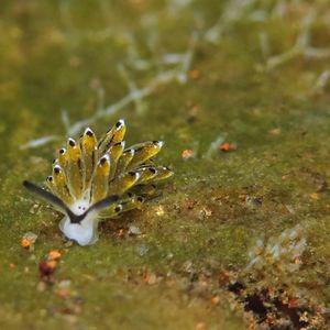 Costasiella Costasiella 叶羊海蛞蝓 Indonesia 印度尼西亚 Bali 巴厘岛 Tulamben 图蓝本 @LazyDiving.com 潜水时光