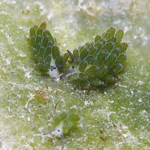 Costasiella Costasiella 叶羊海蛞蝓 Timor-Leste 东帝汶 @LazyDiving.com 潜水时光