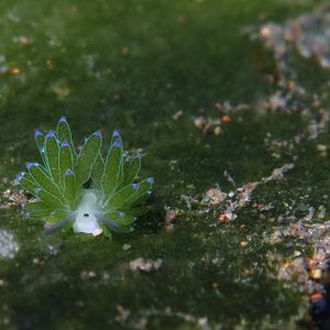 Costasiella 印度尼西亚 Indonesia , 巴厘岛 Bali , 艾�湄湾 Amed Bay @LazyDiving.com 潜水时光