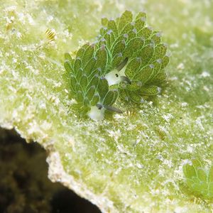 Costasiella Costasiella 叶羊海蛞蝓 Timor-Leste 东帝汶 @LazyDiving.com 潜水时光