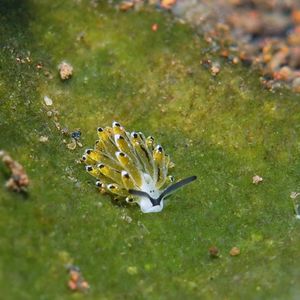 Costasiella Costasiella 印度尼西亚 Indonesia , 巴厘岛 Bali , 图蓝本 Tulamben @LazyDiving.com 潜水时光