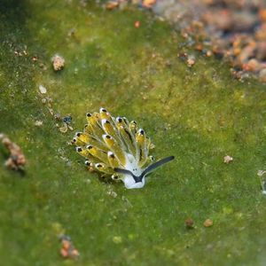 Costasiella Costasiella 叶羊海蛞蝓 Indonesia 印度尼西亚 Bali 巴厘岛 Tulamben 图蓝本 @LazyDiving.com 潜水时光