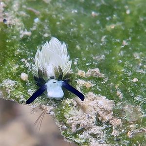 Costasiella usagi Costasiella usagi 东帝汶 Timor-Leste @LazyDiving.com 潜水时光