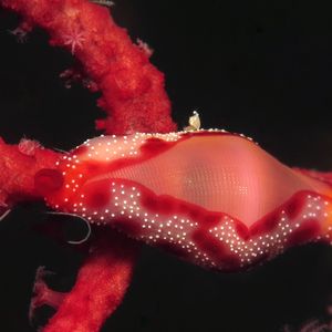 Crenavolva traillii 印度尼西亚 Indonesia , 安汶 Ambon @LazyDiving.com 潜水时光