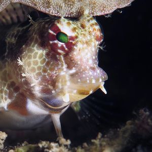 Crossosalarias macrospilus Crossosalarias macrospilus 东帝汶 Timor-Leste @LazyDiving.com 潜水时光