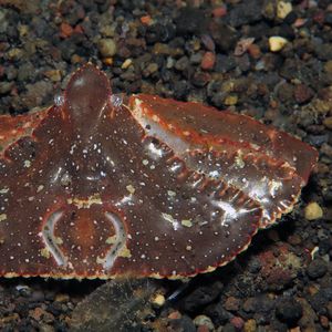 Cryptopodia dorsalis 印度尼西亚 Indonesia , 巴厘岛 Bali , 艾湄湾 Amed Bay @LazyDiving.com 潜水时光