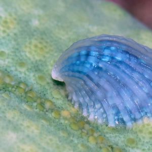 Thyca crystallina 印度尼西亚 Indonesia , 巴厘岛 Bali , 艾湄湾 Amed Bay @LazyDiving.com 潜水时光