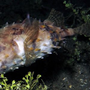 Cyclichthys spilostylus 印度尼西亚 Indonesia , 安汶 Ambon @LazyDiving.com 潜水时光