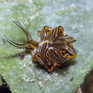 Cyerce nigra 菲律宾 Philippines , 朗布隆 Romblon @LazyDiving.com 潜水时光