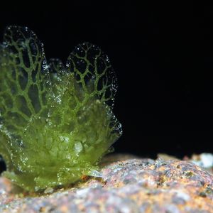 Ercolania subviridis 印度尼西亚 Indonesia , 巴厘岛 Bali , 艾湄湾 Amed Bay @LazyDiving.com 潜水时光