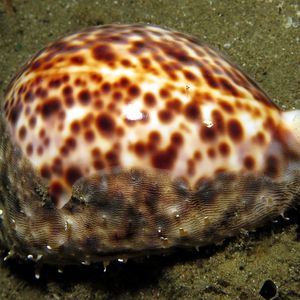 Cypraea tigris Cypraea tigris 虎斑宝螺 Indonesia 印度尼西亚 Ambon 安汶 @LazyDiving.com 潜水时光