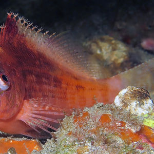 Cyprinocirrhites polyactis 印度尼西亚 Indonesia , 安汶 Ambon @LazyDiving.com 潜水时光