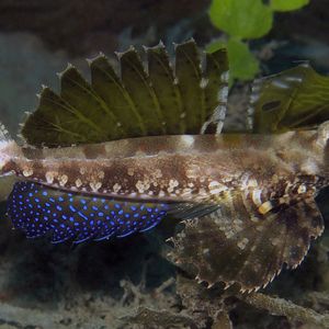 Dactylopus dactylopus Dactylopus dactylopus 东帝汶 Timor-Leste @LazyDiving.com 潜水时光