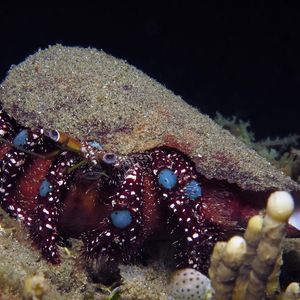 Dardanus guttatus 印度尼西亚 Indonesia , 安汶 Ambon @LazyDiving.com 潜水时光