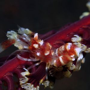 Dasycaris ceratops 印度尼西亚 Indonesia , 巴厘岛 Bali , 艾湄湾 Amed Bay @LazyDiving.com 潜水时光