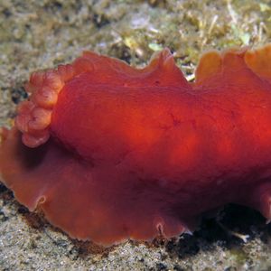 Dendrodoris fumata 印度尼西亚 Indonesia , 安汶 Ambon @LazyDiving.com 潜水时光