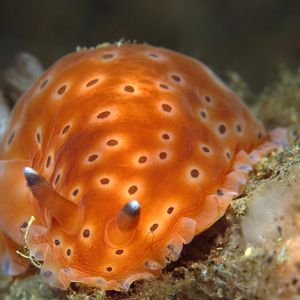 Dendrodoris guttata 印度尼西亚 Indonesia , 巴厘岛 Bali , 艾湄湾 Amed Bay @LazyDiving.com 潜水时光