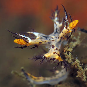 Dendronotus regius 印度尼西亚 Indonesia , 巴厘岛 Bali , 图蓝本 Tulamben @LazyDiving.com 潜水时光