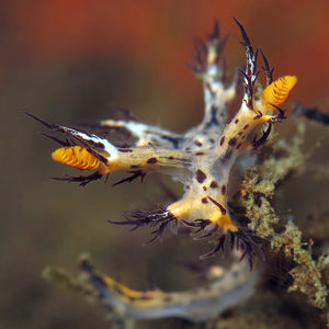 Dendronotus regius Dendronotus regius 华丽枝背海蛞蝓 Indonesia 印度尼西亚 Bali 巴厘岛 Tulamben 图蓝本 @LazyDiving.com 潜水时光